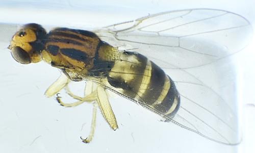 Elachiptera bimaculata